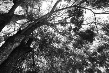 A black and White image of a Black Tree