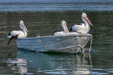 Three Australian Pelicans (Pelecanus conspicillatus) perched on a dinghy on Hawkesbury River, NSW, Australia