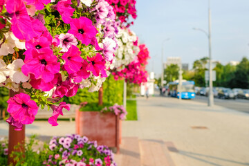 Selective focus on purple petunia flowers on a city street with a blurred blue city bus driving away from the bus stop. Cars drive along the road. City street on a sunny day. Copy space. 