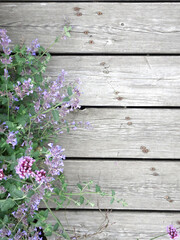 Salvia, abstract wooden background, substrate for inscription, copy spase