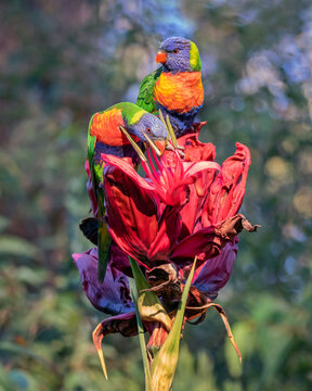 A pair of Rainbow Lorikeets (Trichoglossus moluccanus),  native parrots of eastern Australia, feeding on a Gymea Lily (Doryanthes excelsa), native to coastal areas near Sydney, NSW, Australia.