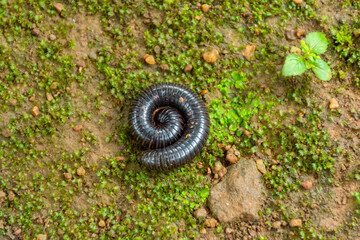 Millipedes