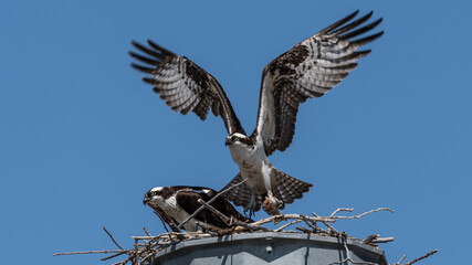 Osprey Hawk Flying from a Nest with a Caught Fish for Dinner. Birds of Prey Hunting for Food in a Wetland Habitat. Fish Carcass in a Hawk's Talons