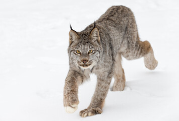 Canadian Lynx (Lynx canadensis) Stares Forward Stepping Paw Up Winter