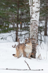 Female Cougar (Puma concolor) Stands Next to Birch Tree Winter