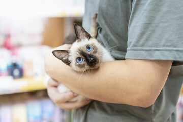 Owner holding a Siamese cat in a pet shop