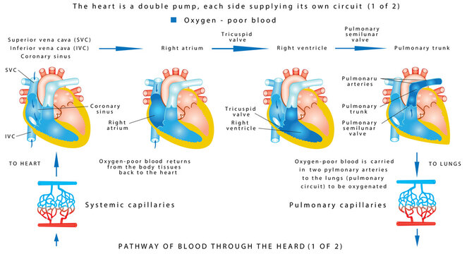 Blood flow (1 of 2). The human heart work. Human circulatory system on white background. Pathway of blood through the heart. The heart is a double pump, each side supplying its own circuit (1 of 2)