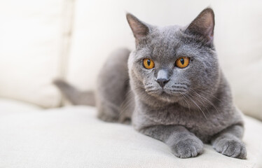 Fototapeta na wymiar British shorthair cat lying on the sofa 