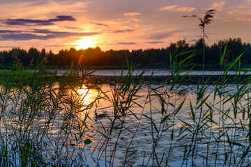 A very beautiful evening on a reserved lake in the Pskov region. Russia