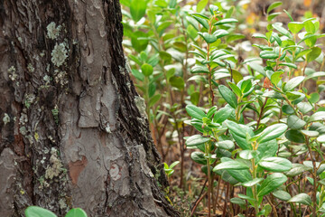 Wild forest berry lingonberry bushes with the texture of wood and wood in the summer in the forest