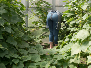 beautiful girl with long blond hair in jeans and utility apron picks fresh cucumbers in greenhouse in her own vegetable garden. Green plant bushes, rich harvest, good care