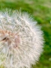 Obraz premium dandelion seed head