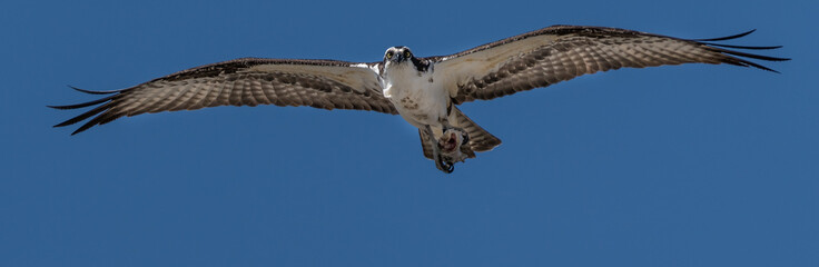 Osprey hawk flying with a caught fish for dinner. Birds of prey hunting for food in a wetland habitat. Fish carcass in a hawk's talons 