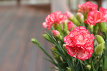 carnation flower . pink cloves flowers . 
