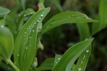  Water drops on leaves , macro, nature background