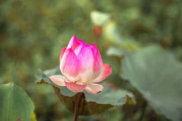 The natural background view of the pink flowers (lotus), the blurring of the wind, to decorate in a...