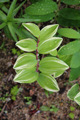Water drops on leaves ,  macro, nature background