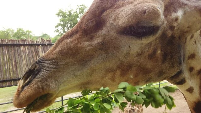 Feeding the giraffe with plant, safari zoo keeper working to feed the food to giraffe