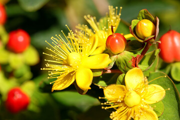 Hypericum Inodorum Flowering Plant scrub St. John's Wort 