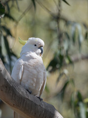 Sulphur Crested Cockatoo