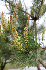 Pollen Cones in pine tree . Flower blooming pine on nature background