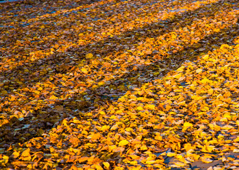 Colorful autumn leaves.Autumn maple leaves backlight view. Yellow autumn maple leaves. Autumn maple leafs backlit