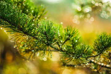 Fototapeta na wymiar beautiful pine branch with drops of autumn rain in the autumn sun. real spruce branch forest, holiday, symbol, bokeh, nature