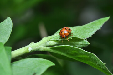 Nature outdoor ladybug stay on green leaf