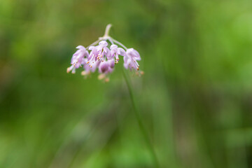 Closeup natural view of flower under summer sunlight with blurred background.