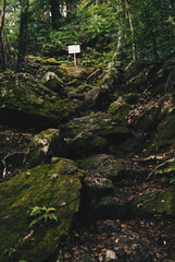 新緑の山の登山道