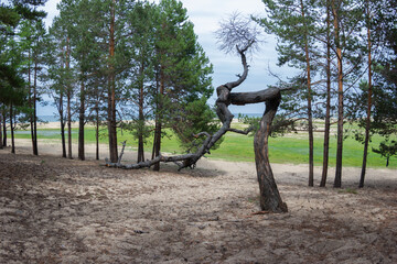 An old dry tree of an unusual shape in a pine forest on the sand