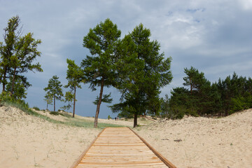 Wooden path between two pine trees surrounded by sand on a cloudy day