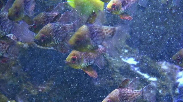Sphaeramia nematoptera. Pajama Cardinalfish swimming in the aquarium. Close up. 4K. Spotted, Coral, Polkadot Cardinalfish.