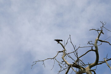 검은 까마귀가 보이는 풍경