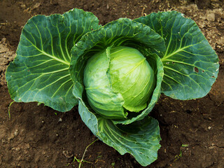 White cabbage grows on the ground. Autumn, harvest time. Healthy, fresh and organic eat. For wallpapers, postcards and backgrounds.