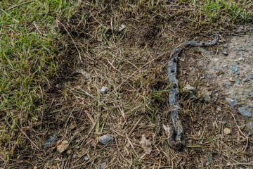 Dead snake laying on ground in wilderness park.