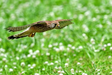 シロツメグサの上をバッタを探して飛ぶチョウゲンボウ