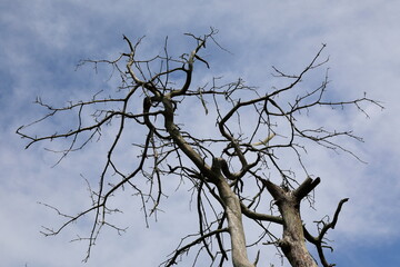 고목이 보이는 아름다운 풍경