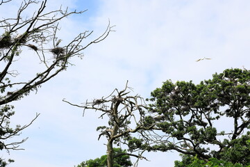 고목이 보이는 아름다운 풍경