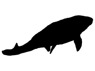 モササウルス_シルエット