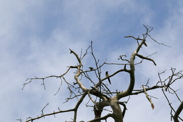 고목이 보이는 아름다운 풍경