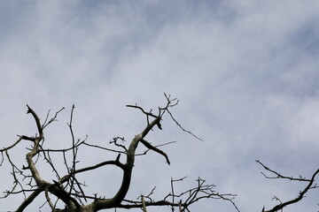 고목이 보이는 아름다운 풍경