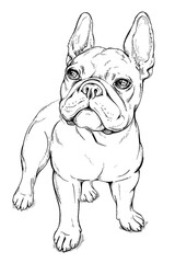 Cute french bulldog sketch. Vector illustration