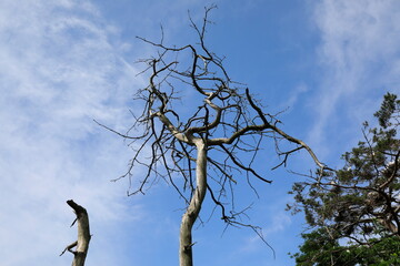 고목이 보이는 아름다운 풍경