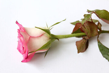 pink rose flower isolated on white background