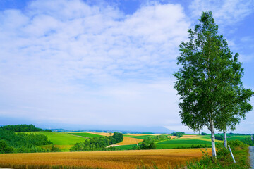 北海道の草原