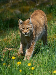 Eurasian lynx (Lynx lynx) in its natural enviroment