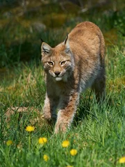 Wandcirkels aluminium Eurasian lynx (Lynx lynx) in its natural enviroment © dennisjacobsen