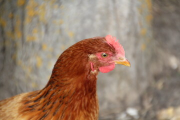 Close Up Of A Chicken,  Ukrainian Cultural Heritage Village, Alberta