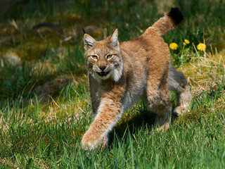 Eurasian lynx (Lynx lynx) in its natural enviroment